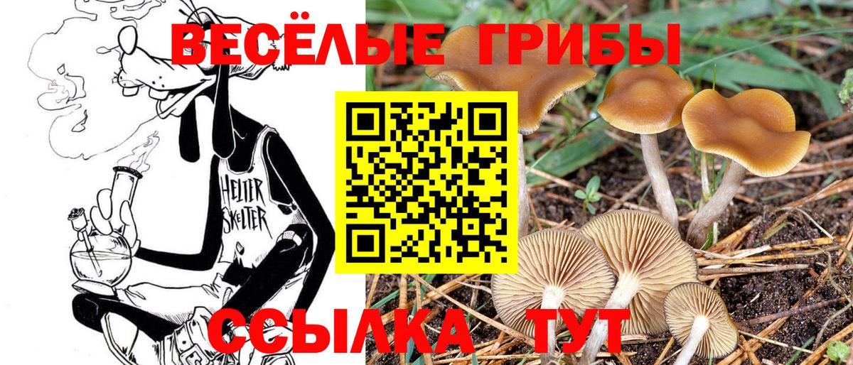 что такое   Вход с VPN  Галлюциногенные грибы Cubensis  Горно-Алтайск  Псилоцибиновые грибы Cubensis 